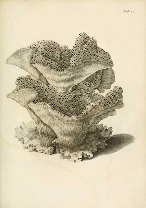 Reproducción/Reproduction 8424293770: Exposition méthodique des genres de l'ordre des polypiers :. Paris :Agasse,1821.
