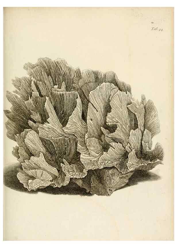 Reproducción/Reproduction 8423204645: Exposition méthodique des genres de l'ordre des polypiers :. Paris :Agasse,1821.