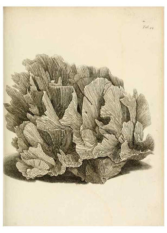 Reproducción/Reproduction 8423204645: Exposition méthodique des genres de l'ordre des polypiers :. Paris :Agasse,1821.