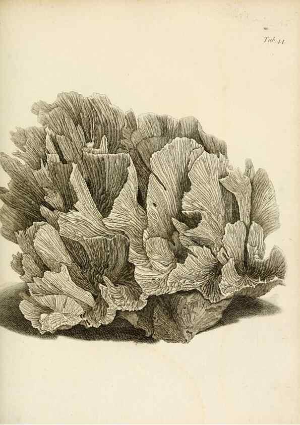Reproducción/Reproduction 8423204645: Exposition méthodique des genres de l'ordre des polypiers :. Paris :Agasse,1821.