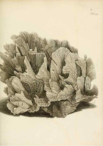 Reproducción/Reproduction 8423204645: Exposition méthodique des genres de l'ordre des polypiers :. Paris :Agasse,1821.