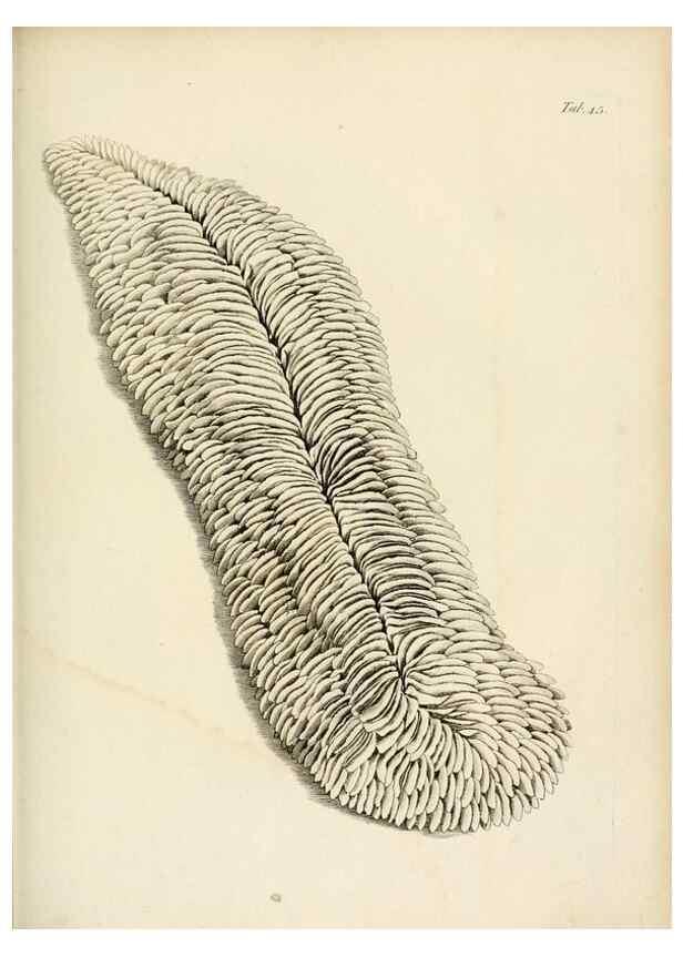 Reproducción/Reproduction 8424294746: Exposition méthodique des genres de l'ordre des polypiers :. Paris :Agasse,1821.