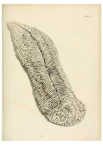 Reproducción/Reproduction 8424294746: Exposition méthodique des genres de l'ordre des polypiers :. Paris :Agasse,1821.