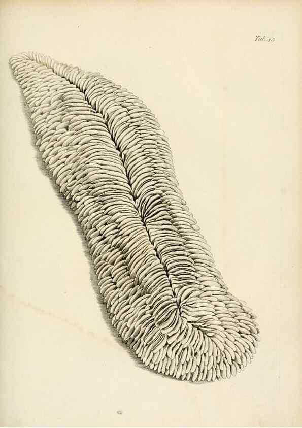 Reproducción/Reproduction 8424294746: Exposition méthodique des genres de l'ordre des polypiers :. Paris :Agasse,1821.