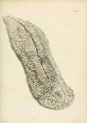 Reproducción/Reproduction 8424294746: Exposition méthodique des genres de l'ordre des polypiers :. Paris :Agasse,1821.