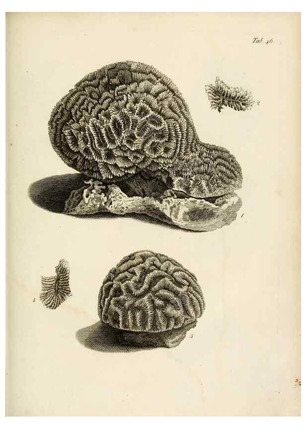 Reproducción/Reproduction 8423205743: Exposition méthodique des genres de l'ordre des polypiers :. Paris :Agasse,1821.