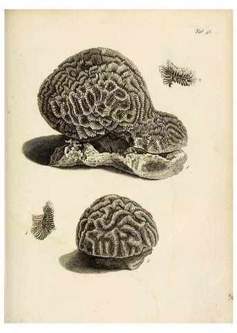 Reproducción/Reproduction 8423205743: Exposition méthodique des genres de l'ordre des polypiers :. Paris :Agasse,1821.