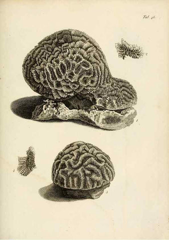 Reproducción/Reproduction 8423205743: Exposition méthodique des genres de l'ordre des polypiers :. Paris :Agasse,1821.