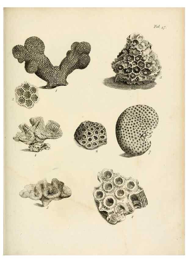 Reproducción/Reproduction 8423206421: Exposition méthodique des genres de l'ordre des polypiers :. Paris :Agasse,1821.