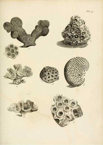 Reproducción/Reproduction 8423206421: Exposition méthodique des genres de l'ordre des polypiers :. Paris :Agasse,1821.