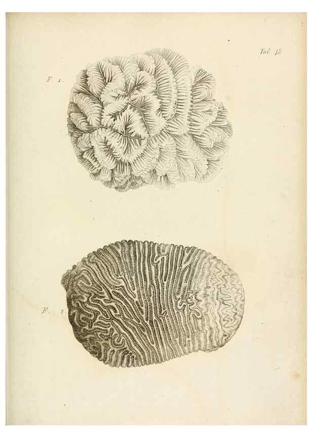 Reproducción/Reproduction 8423207175: Exposition méthodique des genres de l'ordre des polypiers :. Paris :Agasse,1821.