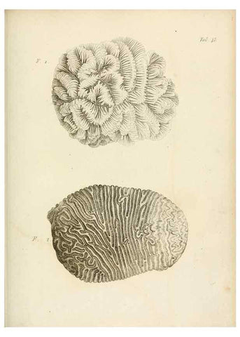 Reproducción/Reproduction 8423207175: Exposition méthodique des genres de l'ordre des polypiers :. Paris :Agasse,1821.