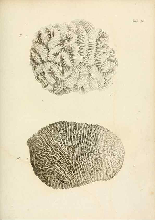 Reproducción/Reproduction 8423207175: Exposition méthodique des genres de l'ordre des polypiers :. Paris :Agasse,1821.