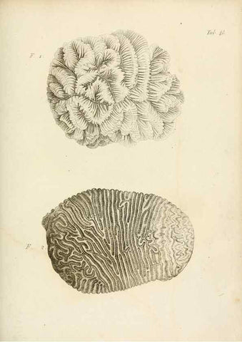 Reproducción/Reproduction 8423207175: Exposition méthodique des genres de l'ordre des polypiers :. Paris :Agasse,1821.