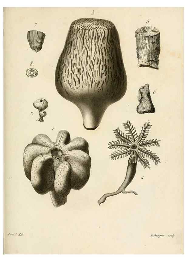 Reproducción/Reproduction 8424310094: Exposition méthodique des genres de l'ordre des polypiers :. Paris :Agasse,1821.