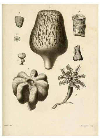 Reproducción/Reproduction 8424310094: Exposition méthodique des genres de l'ordre des polypiers :. Paris :Agasse,1821.