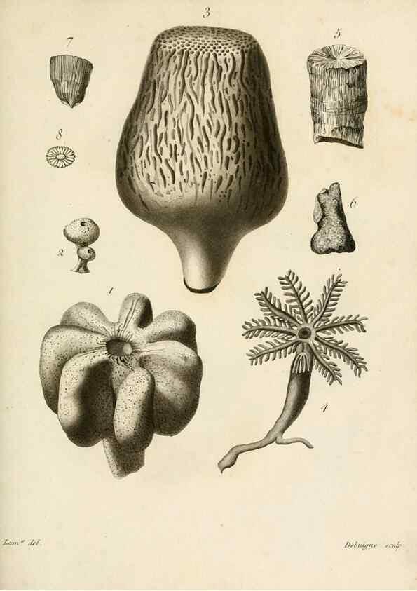 Reproducción/Reproduction 8424310094: Exposition méthodique des genres de l'ordre des polypiers :. Paris :Agasse,1821.
