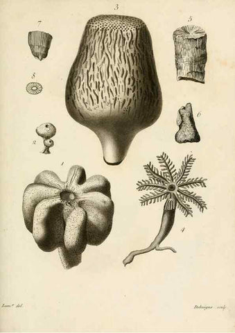 Reproducción/Reproduction 8424310094: Exposition méthodique des genres de l'ordre des polypiers :. Paris :Agasse,1821.