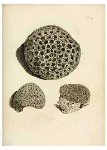 Reproducción/Reproduction 8424297256: Exposition méthodique des genres de l'ordre des polypiers :. Paris :Agasse,1821.