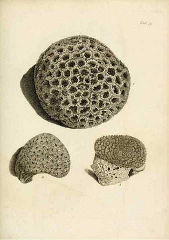 Reproducción/Reproduction 8424297256: Exposition méthodique des genres de l'ordre des polypiers :. Paris :Agasse,1821.