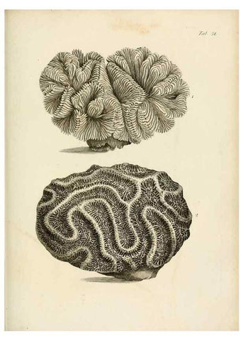Reproducción/Reproduction 8423208757: Exposition méthodique des genres de l'ordre des polypiers :. Paris :Agasse,1821.