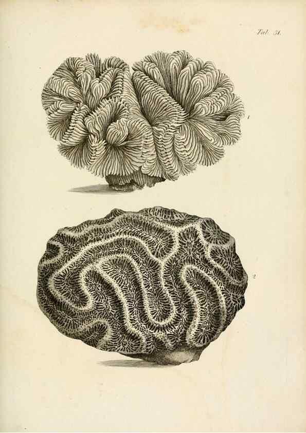 Reproducción/Reproduction 8423208757: Exposition méthodique des genres de l'ordre des polypiers :. Paris :Agasse,1821.