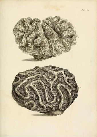 Reproducción/Reproduction 8423208757: Exposition méthodique des genres de l'ordre des polypiers :. Paris :Agasse,1821.