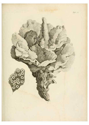 Reproducción/Reproduction 8424299000: Exposition méthodique des genres de l'ordre des polypiers :. Paris :Agasse,1821.