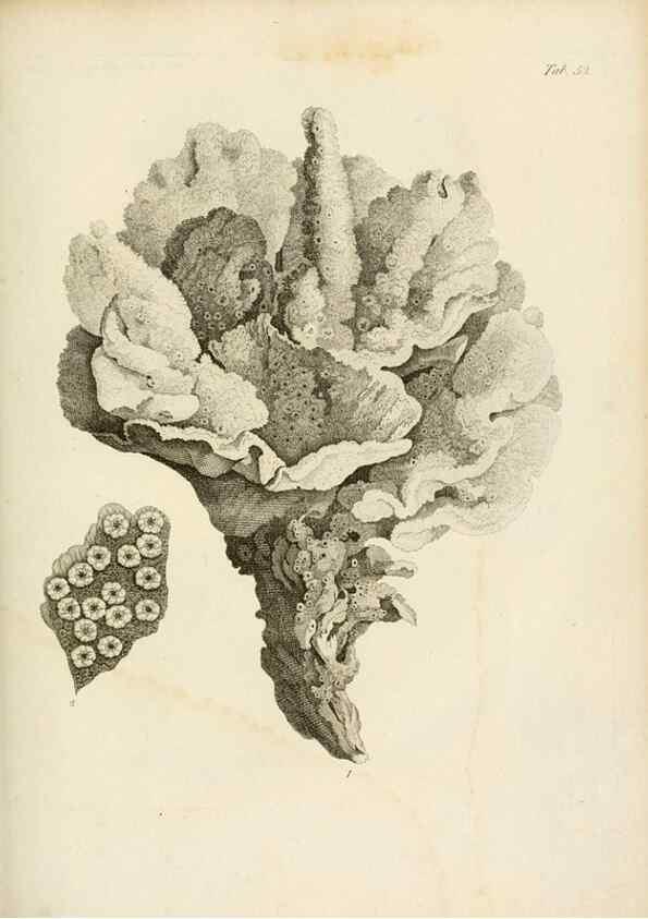 Reproducción/Reproduction 8424299000: Exposition méthodique des genres de l'ordre des polypiers :. Paris :Agasse,1821.