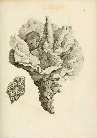 Reproducción/Reproduction 8424299000: Exposition méthodique des genres de l'ordre des polypiers :. Paris :Agasse,1821.
