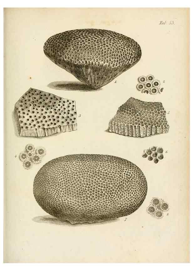 Reproducción/Reproduction 8424299500: Exposition méthodique des genres de l'ordre des polypiers :. Paris :Agasse,1821.