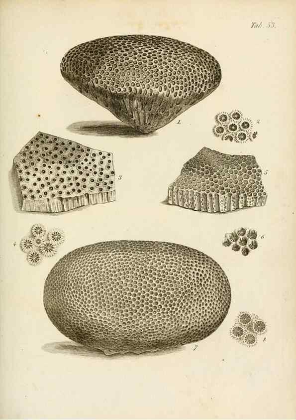 Reproducción/Reproduction 8424299500: Exposition méthodique des genres de l'ordre des polypiers :. Paris :Agasse,1821.