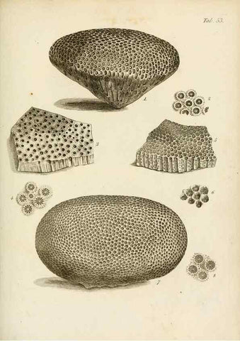 Reproducción/Reproduction 8424299500: Exposition méthodique des genres de l'ordre des polypiers :. Paris :Agasse,1821.