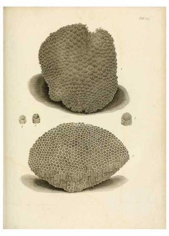 Reproducción/Reproduction 8424299918: Exposition méthodique des genres de l'ordre des polypiers :. Paris :Agasse,1821.