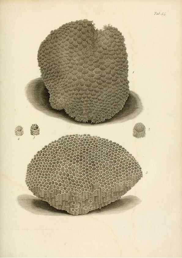 Reproducción/Reproduction 8424299918: Exposition méthodique des genres de l'ordre des polypiers :. Paris :Agasse,1821.
