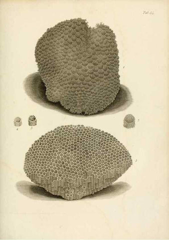 Reproducción/Reproduction 8424299918: Exposition méthodique des genres de l'ordre des polypiers :. Paris :Agasse,1821.