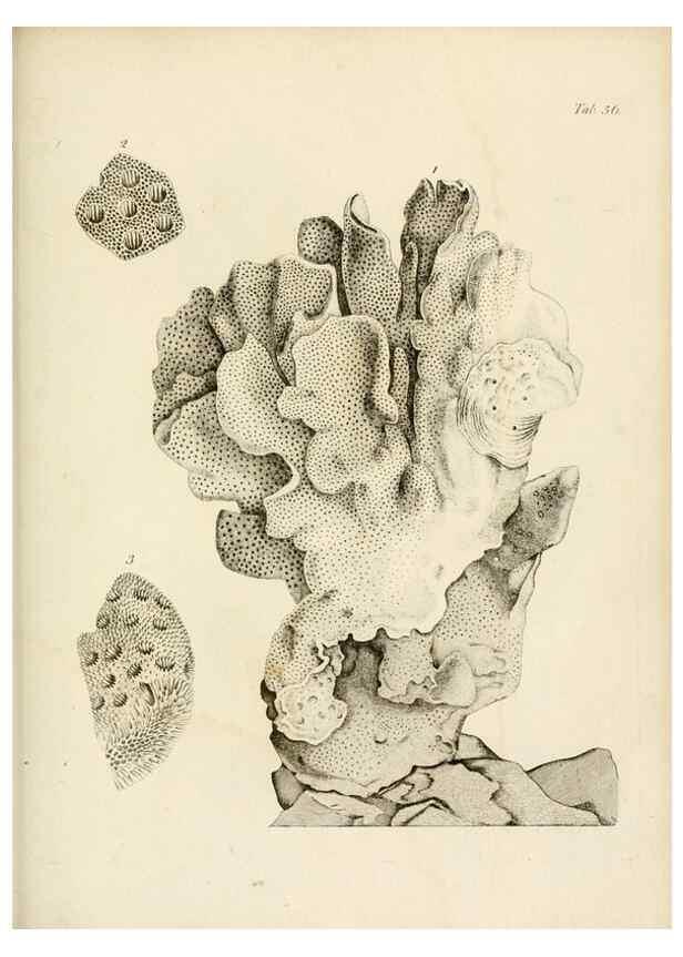 Reproducción/Reproduction 8424300778: Exposition méthodique des genres de l'ordre des polypiers :. Paris :Agasse,1821.