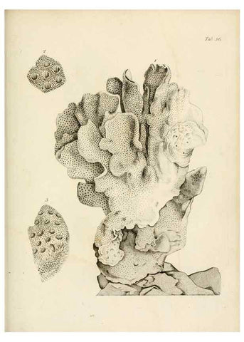 Reproducción/Reproduction 8424300778: Exposition méthodique des genres de l'ordre des polypiers :. Paris :Agasse,1821.