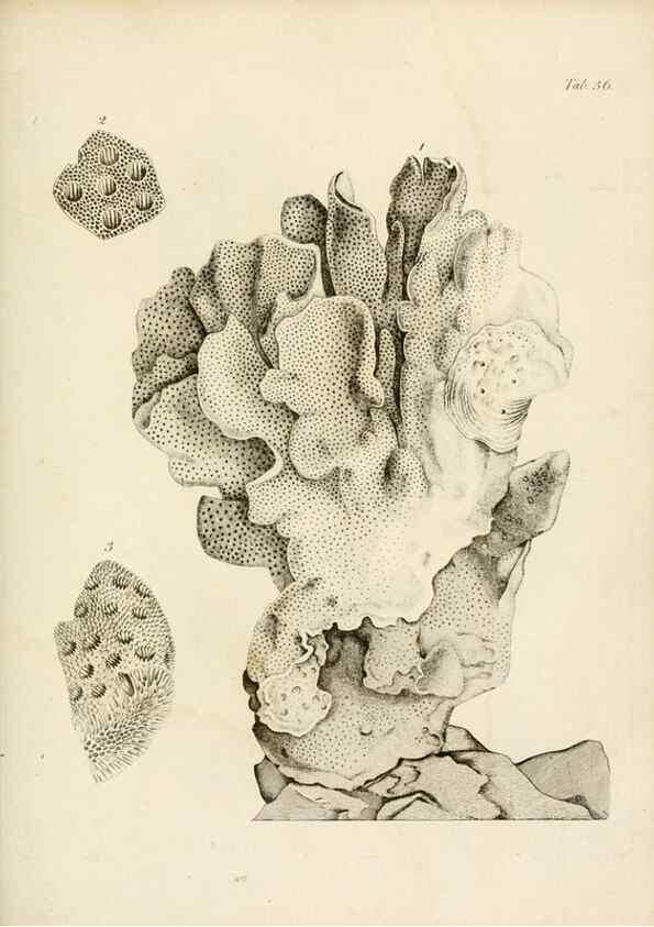 Reproducción/Reproduction 8424300778: Exposition méthodique des genres de l'ordre des polypiers :. Paris :Agasse,1821.