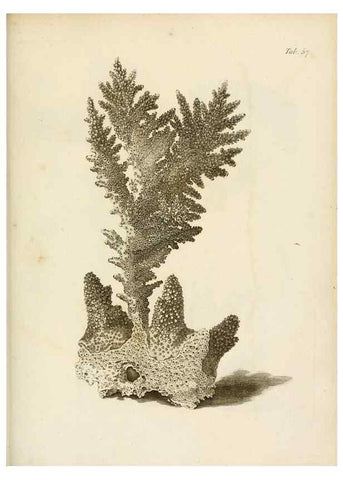 Reproducción/Reproduction 8423211467: Exposition méthodique des genres de l'ordre des polypiers :. Paris :Agasse,1821.