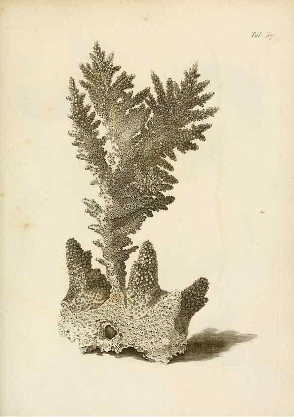 Reproducción/Reproduction 8423211467: Exposition méthodique des genres de l'ordre des polypiers :. Paris :Agasse,1821.