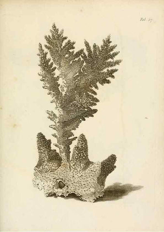 Reproducción/Reproduction 8423211467: Exposition méthodique des genres de l'ordre des polypiers :. Paris :Agasse,1821.