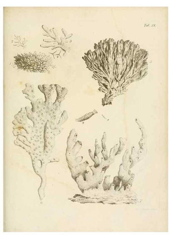 Reproducción/Reproduction 8424301664: Exposition méthodique des genres de l'ordre des polypiers :. Paris :Agasse,1821.