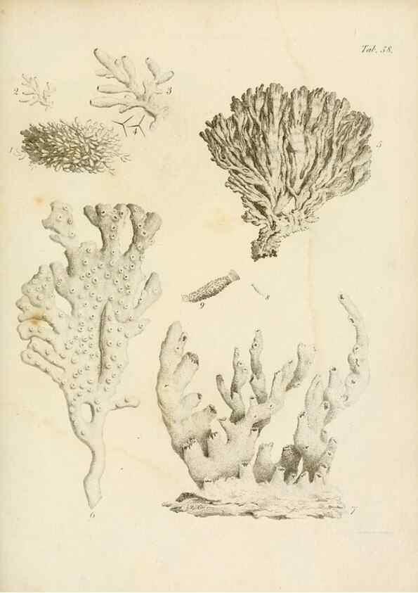 Reproducción/Reproduction 8424301664: Exposition méthodique des genres de l'ordre des polypiers :. Paris :Agasse,1821.