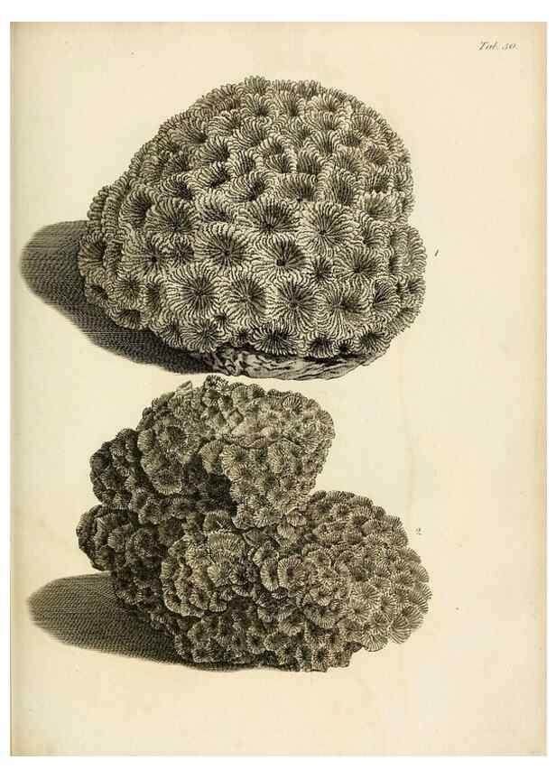 Reproducción/Reproduction 8423208323: Exposition méthodique des genres de l'ordre des polypiers :. Paris :Agasse,1821.