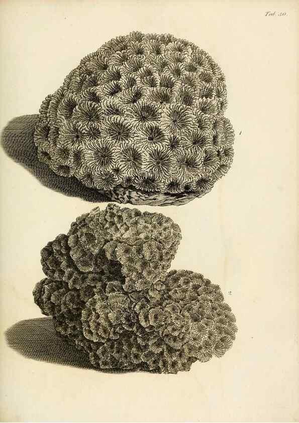 Reproducción/Reproduction 8423208323: Exposition méthodique des genres de l'ordre des polypiers :. Paris :Agasse,1821.