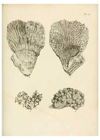 Reproducción/Reproduction 8424292654: Exposition méthodique des genres de l'ordre des polypiers :. Paris :Agasse,1821.
