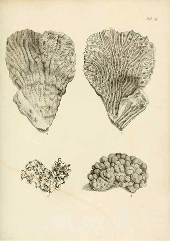 Reproducción/Reproduction 8424292654: Exposition méthodique des genres de l'ordre des polypiers :. Paris :Agasse,1821.