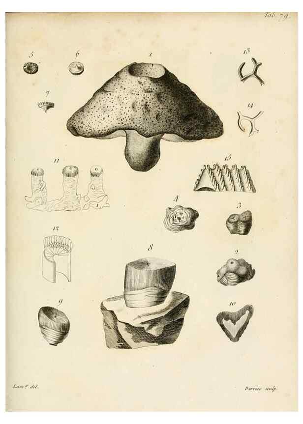 Reproducción/Reproduction 8424310522: Exposition méthodique des genres de l'ordre des polypiers :. Paris :Agasse,1821.