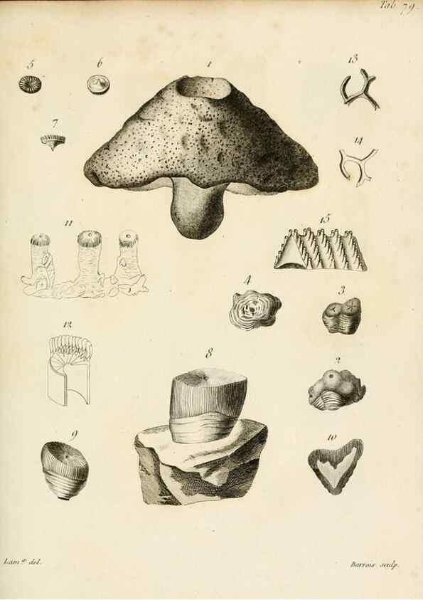 Reproducción/Reproduction 8424310522: Exposition méthodique des genres de l'ordre des polypiers :. Paris :Agasse,1821.